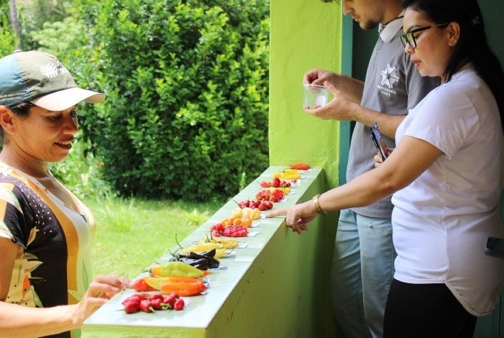 UFV lidera projeto de melhoramento genético participativo de pimentas para fortalecer a agricultura sustentável em Minas Gerais
